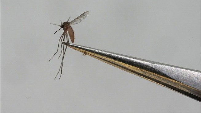Case of Chikungunya Virus in New York Is Notable