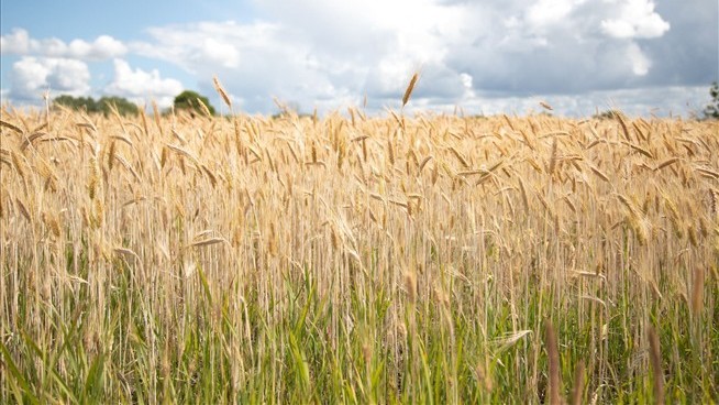 Sweden Will Build a Grain Stockpile in the North