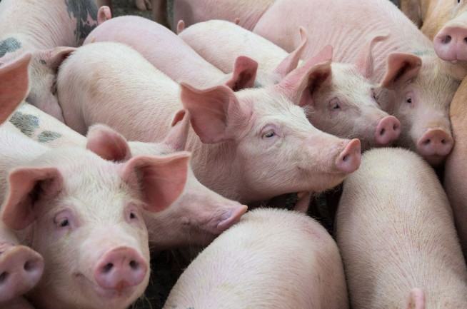 Gene-Edited Pigs Could End Swine Fever Outbreaks