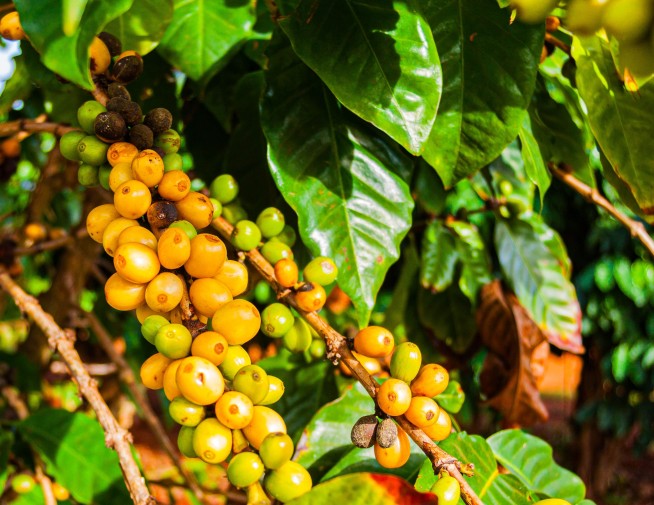 How Coffee Is Drying Up Its Own Future
