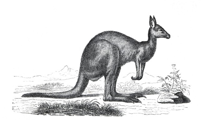 Early Australians May Have Been 'Paleontologists''