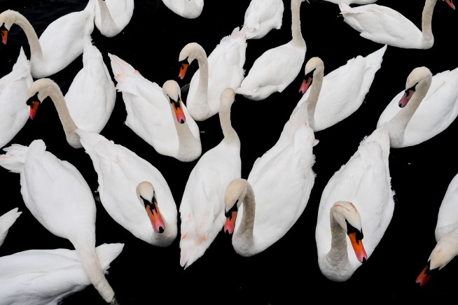 California to Allow Hunters to Kill Mute Swans