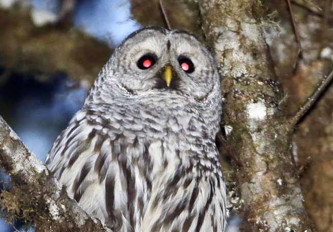 Feathers Fly in Senate Debate Over Owl-Killing