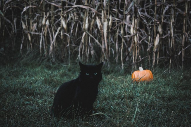 City Suspends Black Cat Adoptions Ahead of Halloween