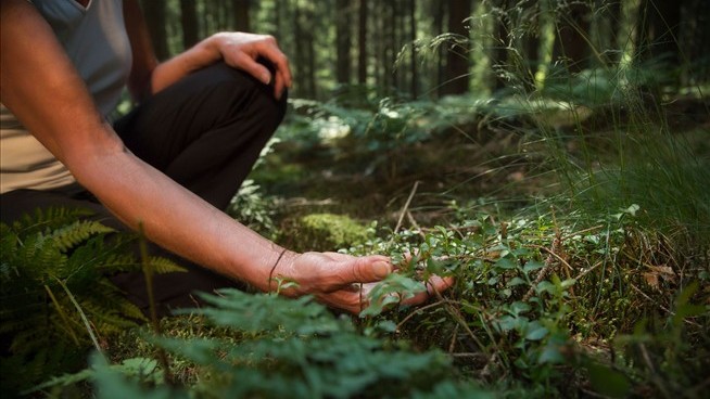 Why a Harvard Doctor Is Teaching Forest Bathing