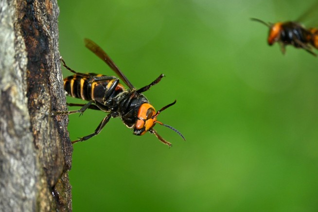 'Murder Hornets' Kill 2 Americans in Laos