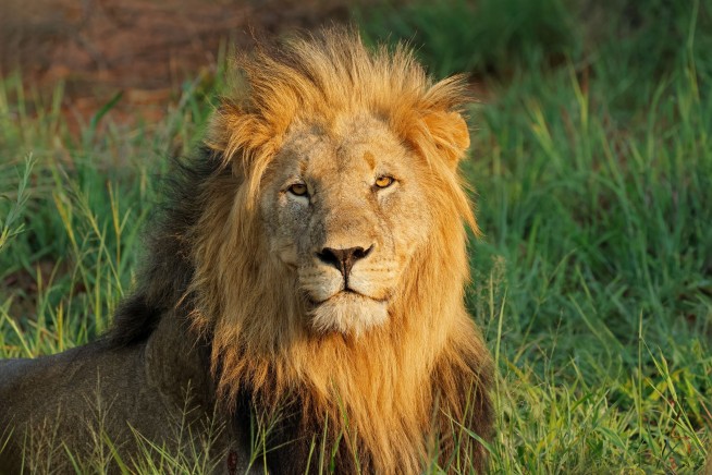End of the Road for Lions at Famed NZ Sanctuary