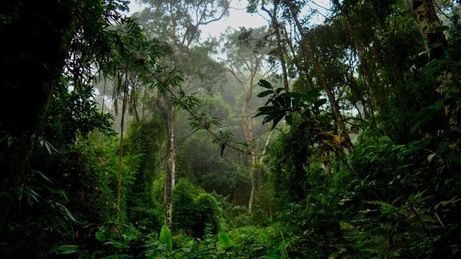 Brazil Wants to Pay Nations to Preserve Tropical Forests