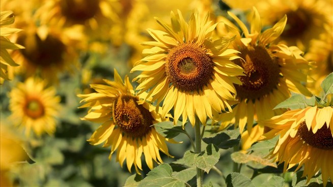 Sunflower Seeds Could Provide the Next Big Meat Alternative