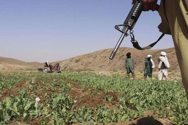 Just 5% of Afghan Opium Fields Remain