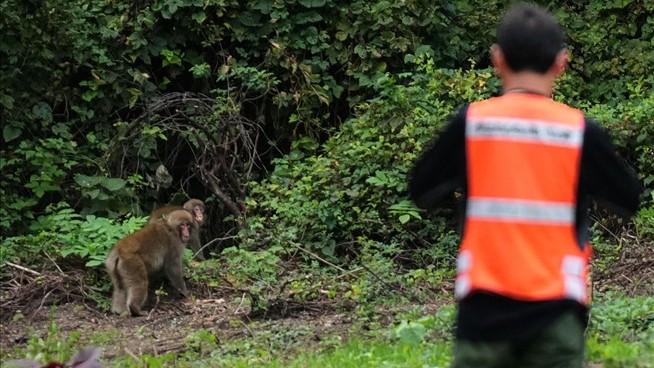 For the Monkey Chasing Squad, It's Like Herding Monkeys