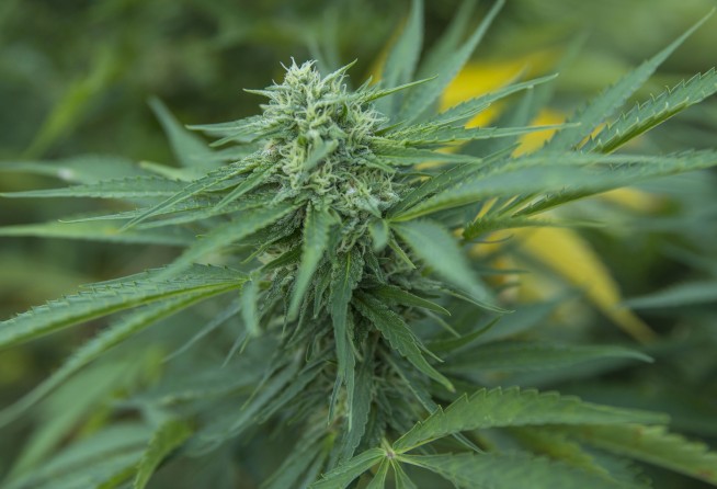 Spending Bill Included Near-Total Hemp Product Ban