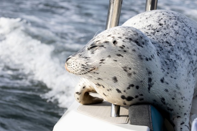 Seal Eludes Orcas by Hitching a Ride on Photographer's Boat