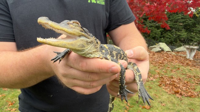 Baby Gator Rescued From Boston River