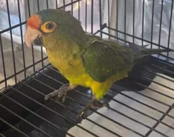 Man at US Checkpoint Had Parakeets in His Pants