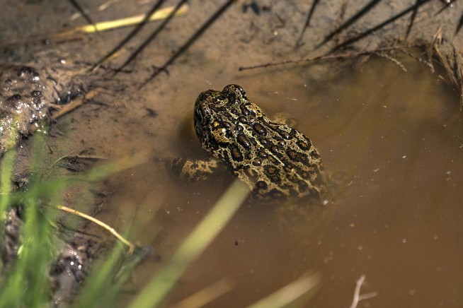 EPA Moves to Strip Safeguards From Most Wetlands