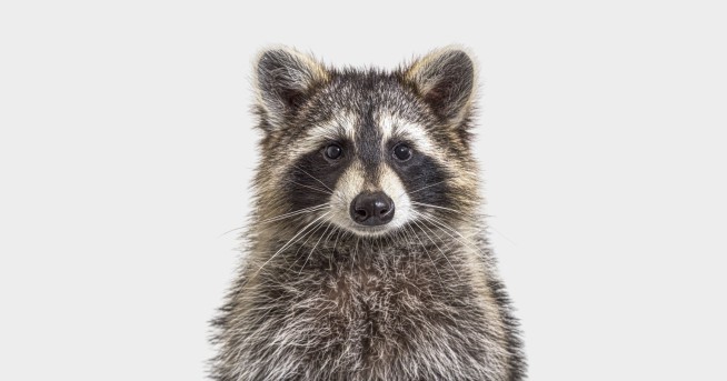 City Raccoons Begin to Evolve Into Urban Pets