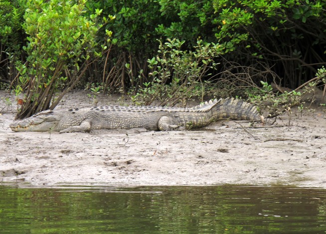 Be Thankful You Don't Live in the Age of 'Drop Crocs'