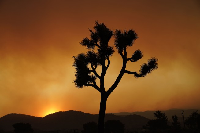 Fire During Shutdown Scorched 1K Joshua Trees