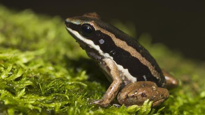 Disappearance of Frogs May Be Making Some Humans Sick