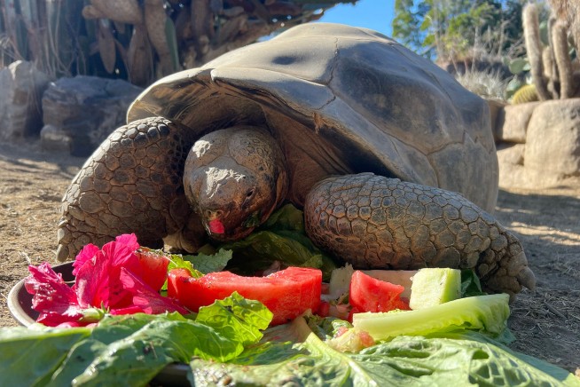 San Diego Zoo's Oldest Resident Has Died