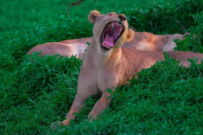 Scientists Discover a New Roar in Lions