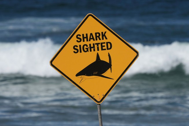 Shark Kills Woman, Hurts Her Companion on Morning Swim