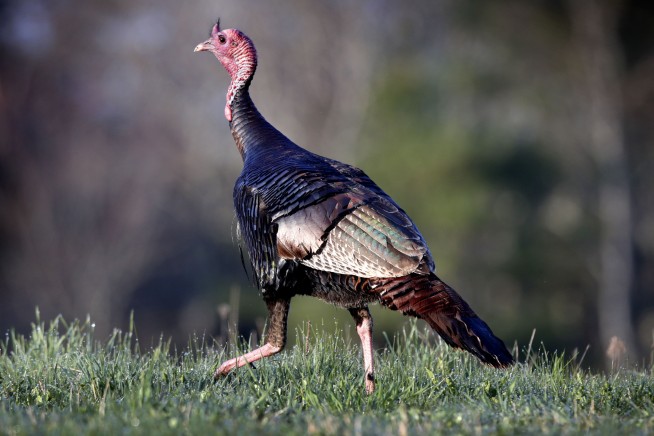 You Better Know Where Your Wild Turkey Came From