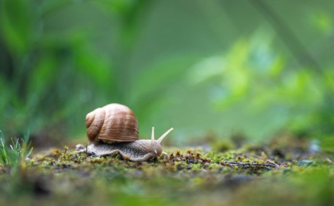 A Very French Heist: $100K Worth of Snails