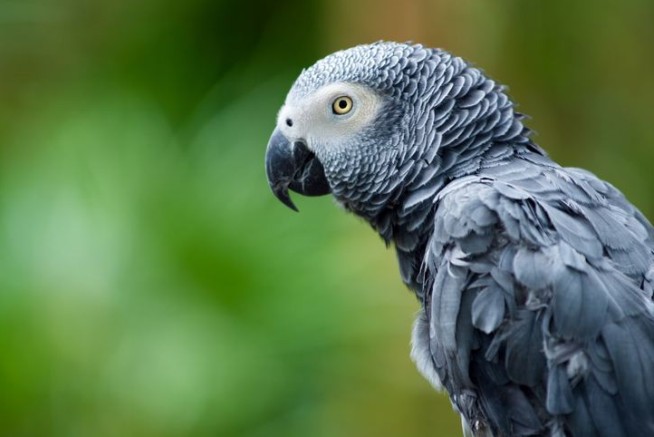 African Grays Are Tiktok Stars, but There's a Dark Side