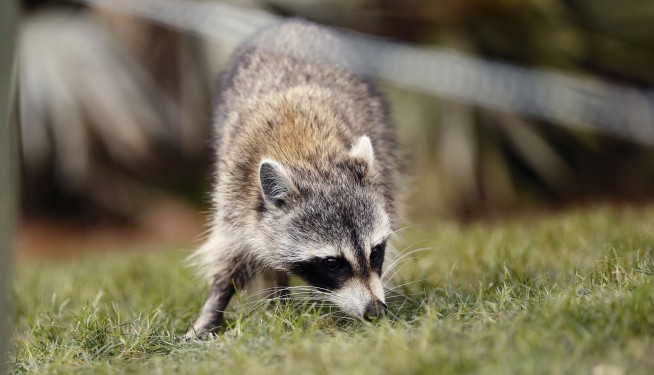 Man Risks Own Life Trying to Save Rabid Raccoon