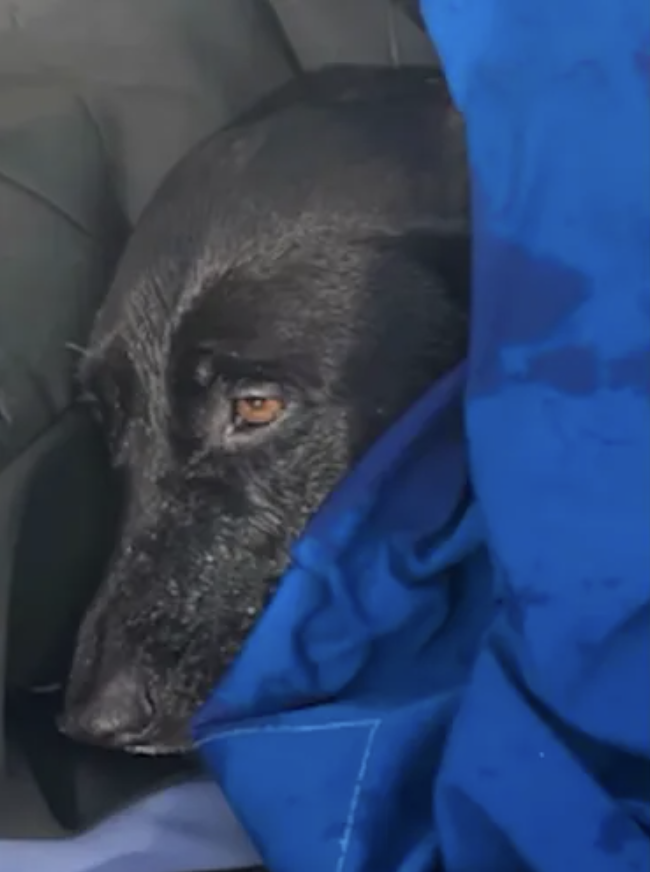 Lifeguards Rescue Lost Dog at Sea With Help From AirTag