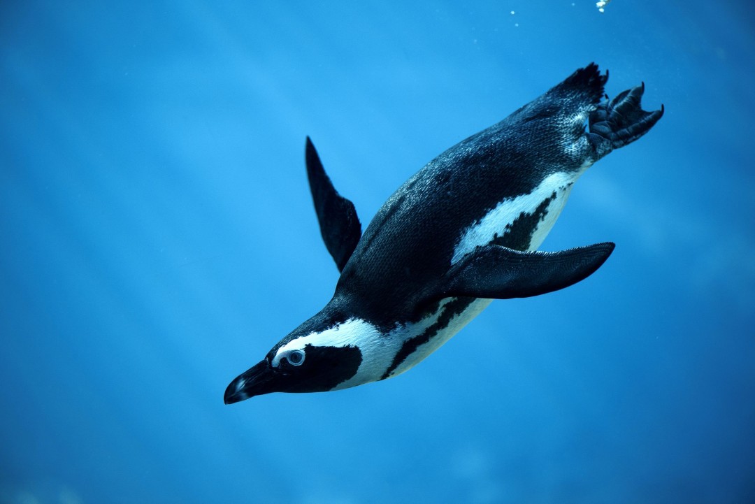 African Penguin Deaths Soar as Sardine Supply Collapses