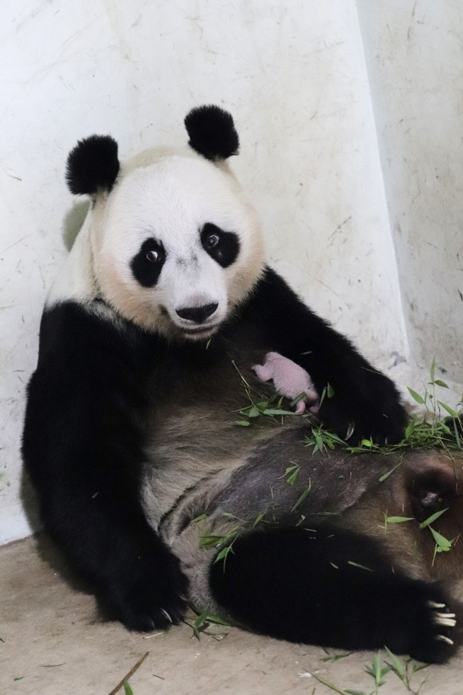 Indonesian Zoo Shows Off Rio, Newborn Panda Cub