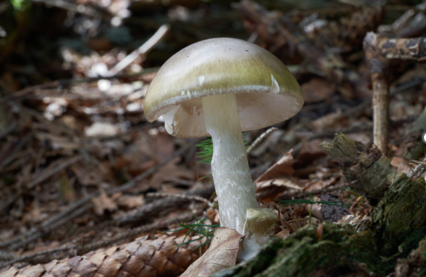 1 Dead, Many Sickened in California Mushroom Poisonings