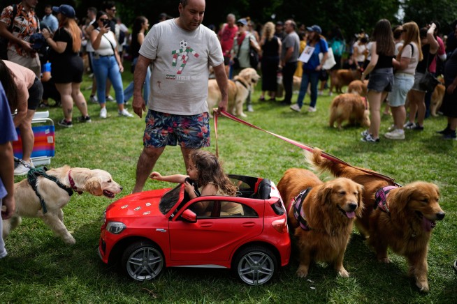 Symphony of Woofs: 2,397 Golden Retrievers Gather in One Park