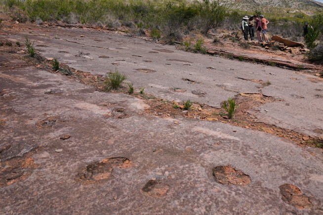 'Everywhere You Look ... There Are Dinosaur Tracks'