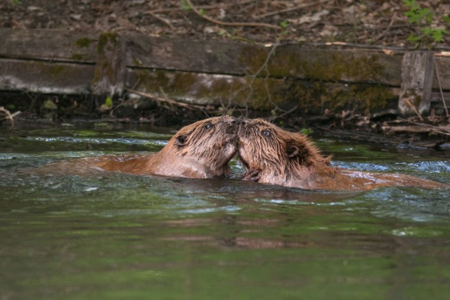 On the Monogamy Front, Beavers Have Us Beat