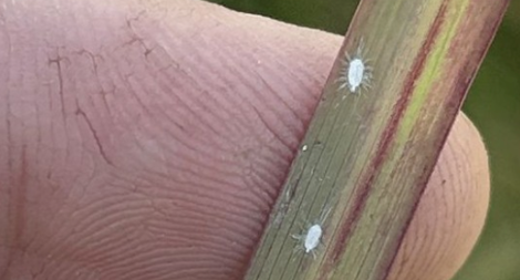 Pest Never Seen in North America Before Detected in Texas