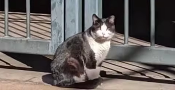 Beloved Coors Field Cat Is AWOL