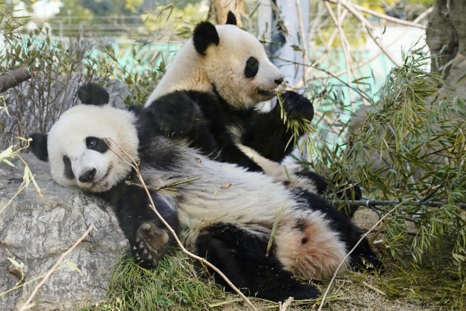 For First Time in 53 Years, Japan Will Be Panda-less