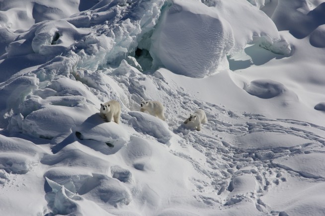 Climate Change Is Altering Polar Bear DNA