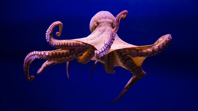 The Race to Farm Octopus Is a Contentious One
