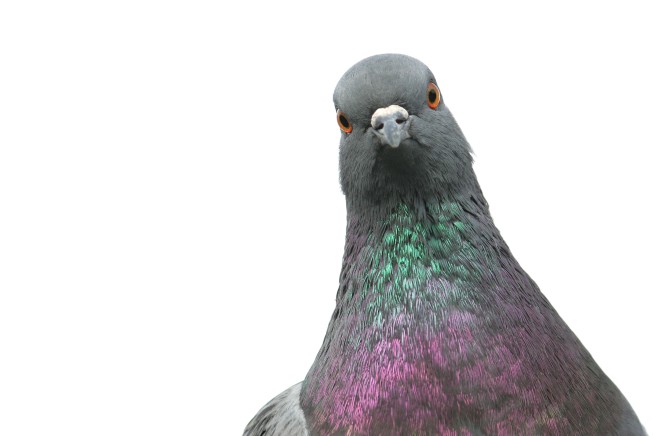 In Defense of Pigeons, the Original City Survivors