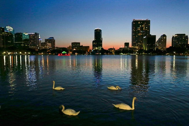 A Dozen Iconic Swans Die at Orlando Lake
