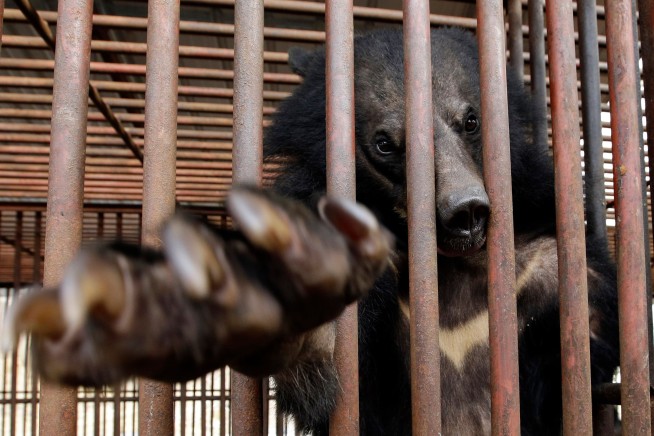 South Korea Will Stop Bear Farming