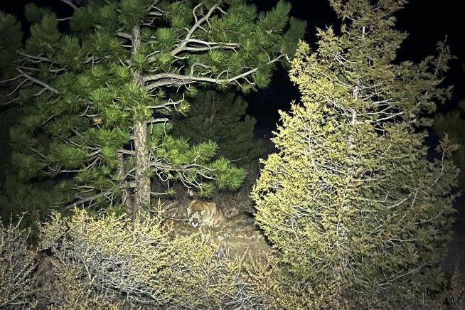 Before Suspected Mountain Lion Attack, Another Encounter