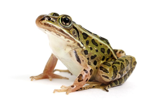 AI Police Report Claims Cop Turned Into Frog
