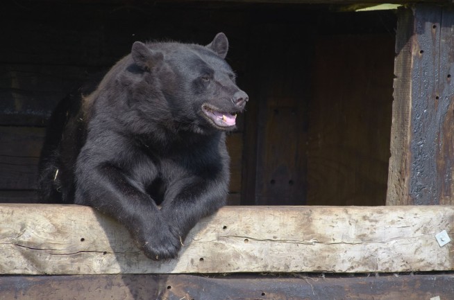 Homeowner Finally Boots Bear From Crawl Space