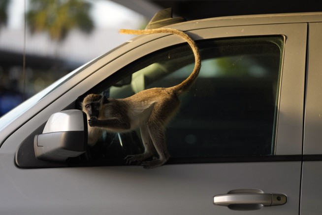 Monkeys Have Been Roaming St. Louis for Days